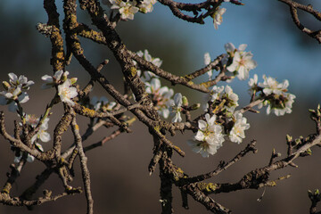 Almond flower in Mallorca