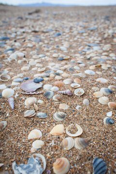 Many shells on a beach in Tasmania
