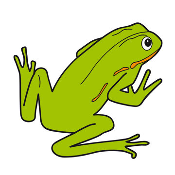 green frog on white background vector illustration