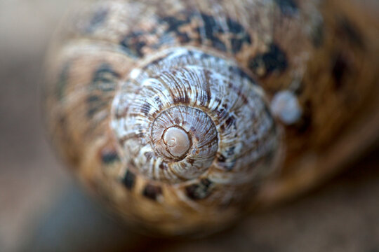 A snail in Villaluenga del Rosario, Sierra de Grazalema Natural Park, Cadiz province, Andalusia, Spain