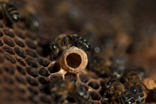 Nurse bees take care of a queen bee egg in a queen cup on a beehive of the apiary of Puremiel beekeepers in Arcos de la Frontera, Cadiz province, Andalusia, Spain