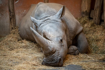 A black rhinoceros, black rhino or hook-lipped rhinoceros resting on ground indoors, close-up portrait. - Powered by Adobe