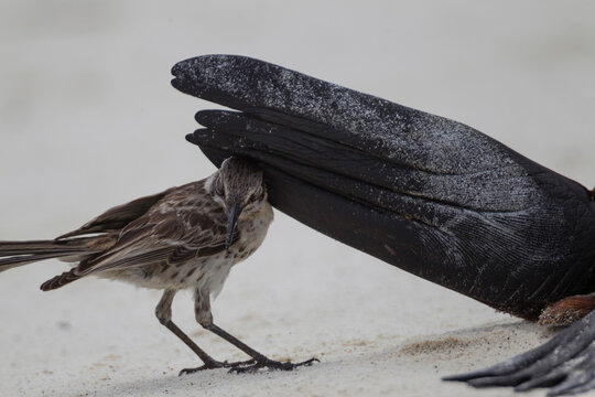 A mockingbird is pushed away by the flipper of a sea lion on the beach at  Espanola Island, Galapagos Islands, Ecuador.