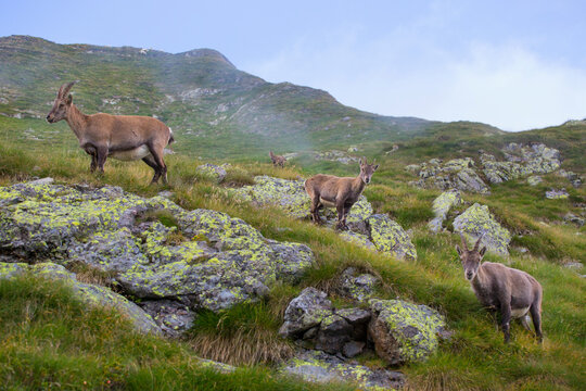 An encounter with mountain goats (ibex) near the Rifugo Bernini. Hiking the Sentiero delle Orobie in the Italian Alps.