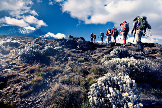 Hikers approaching summit of Mt&Acirc;&nbsp;Kilimanjaro, Tanzania