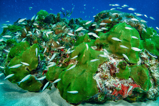Fish swim around a reef in Rincon, Puerto Rico