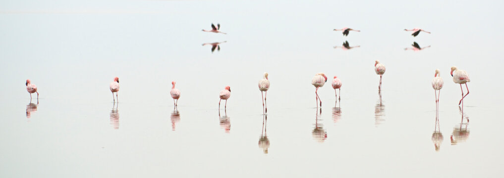 Greater and lesser flamingos in a salt pan near Swakopmund, Namibia