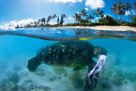 A split level view of a Hawaiian Sea turtle after just capturing an octopuss.