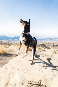 Energetic dog standing on rock