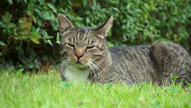Amidst the Serenity of Nature: A Dreamy Cat Sitting Comfortably on the Lush Green Grass, Relishing Every Moment of Tranquility and Blissful Relaxation