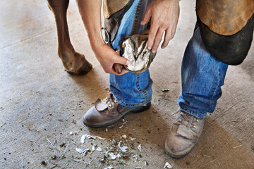 A farrier, young man, inspects the frog and and trims the hoof of an American Quarter Horse with hoof knife.
