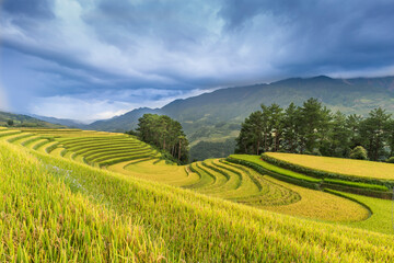 Paddy rice terraces with ripe yellow rice. Agricultural fields in countryside area of Mu Cang Chai, Yen Bai, mountain hills valley in Asia, Vietnam. Nature landscape background