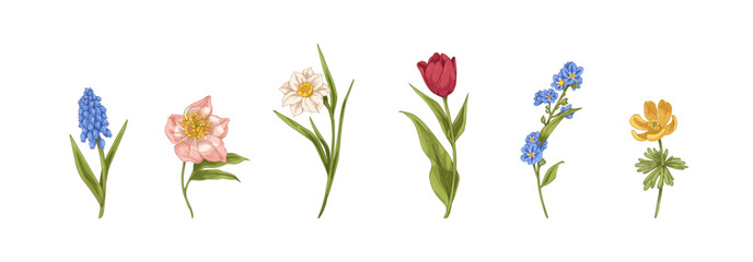 Realistic flowers drawn in retro style. Meadow floral plants, spring blooms set, tulip, muscari, daffodil. Vintage detailed botanical drawings. Vector illustrations isolated on white background - obrazy, fototapety, plakaty