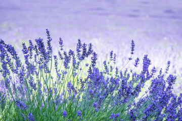 Naklejka premium Lavender field