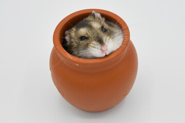 壺に入ったハムスター