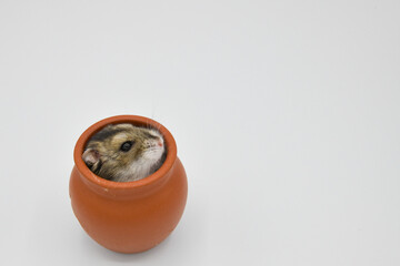 壺に入ったハムスター