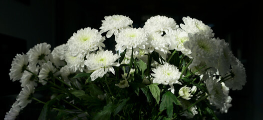 white flowers on a black background