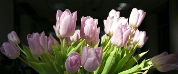 pink tulips on a black background
