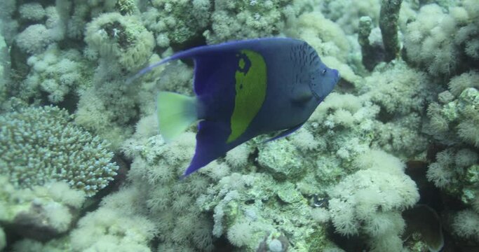 Arabian Angle Fish in The Coral Reef of The Red Sea of Egypt. Pomacanthus asfur, the Arabian angelfish, is a species of marine ray-finned fish, a marine angelfish belonging to the family Pomacanthidae