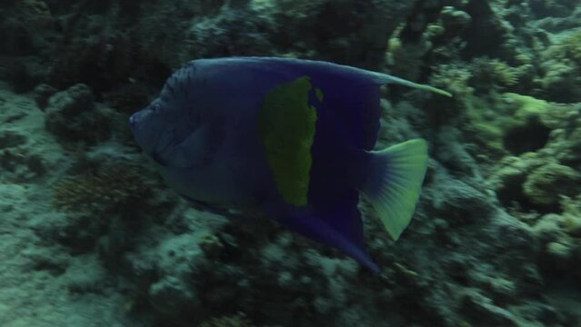 Arabian Angle Fish in The Coral Reef of The Red Sea of Egypt. Pomacanthus asfur, the Arabian angelfish, is a species of marine ray-finned fish, a marine angelfish belonging to the family Pomacanthidae