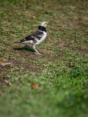 a white wagtail standing on ground