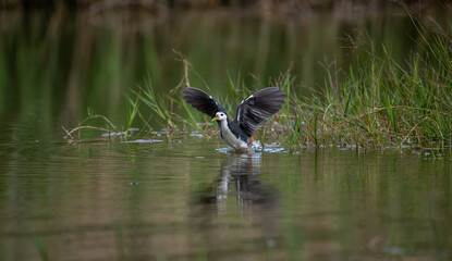 a White-breasted Waterhen flying over the water