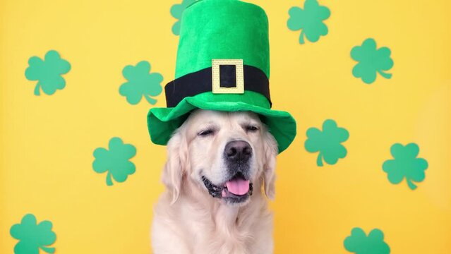 Cute dog with green hat sits on yellow background with clovers.Golden Retriever at St. Patrick's Day celebration