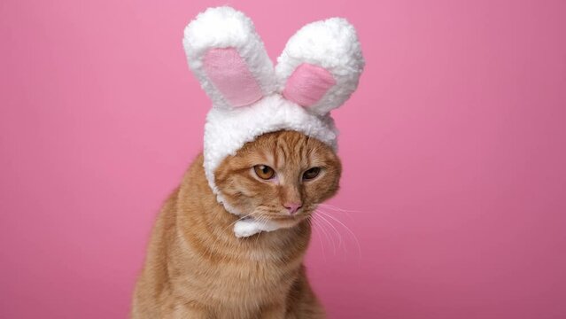 Cute kitty looks at the camera in a bunny costume. The cat is sitting on a pink background wearing a cute hat with bunny ears. Happy Easter concept