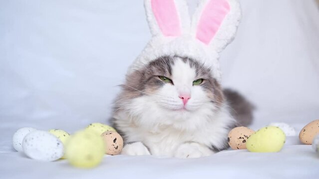 A cat with rabbit ears sleeps on a white bed surrounded by Easter eggs. The concept of pets for Easter.