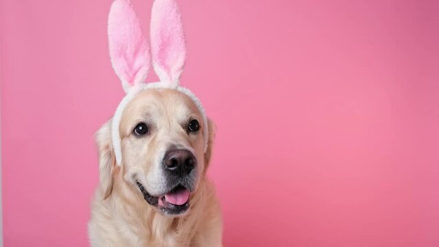A dog dressed as a rabbit sits on a pink background and holds a basket of eggs. Golden Retriever celebrating Easter and looking at the camera, there is room for text. Easter card with a pet.