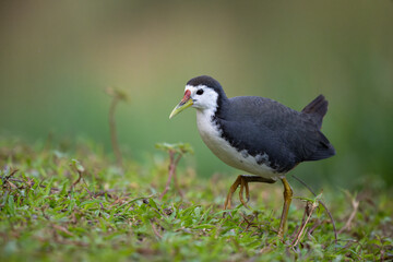 portrait for a White-breasted Waterhen 