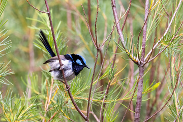 Adult male Superb fairy wren, malurus cyaneus, against foliage background with space for text. Healesville, Victoria, Australia
