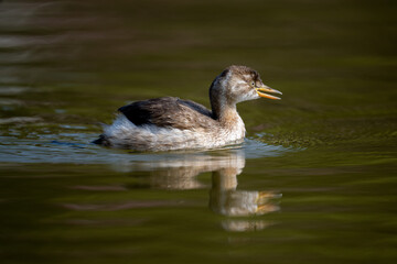 a swimming grebe in the pond