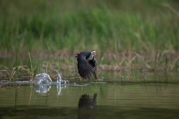 a White-breasted Waterhen flying over the water