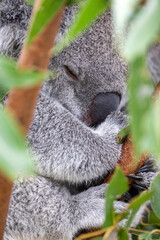 A sleeping koala, Phascolarctos cinereus, in a eucalyptus tree, Healseville, Australia. This cute marsupial sleeps for 20 hours a day and is endangered in the wild.