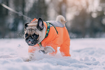 Portrait of a cute warmly dressed pug dog in a winter park.