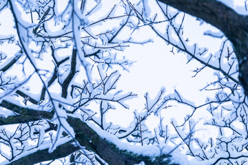 Snowy branches at winter day