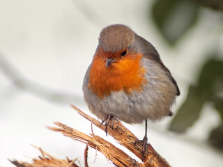 Close-up of robin on a branch shot from the front
