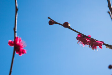 Japanese apricot flowers against the blue sky