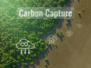 Carbon capture concept. Natural carbon sinks. Mangrove trees capture CO2 from the atmosphere....
