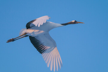 大空を飛行する鶴