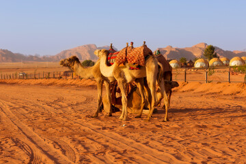 Camels and camp in Wadi Rum desert, Jordan