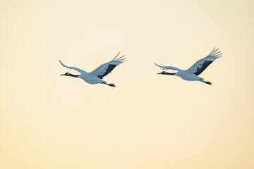 夕暮れを飛行する鶴