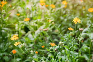 Bright orange calendula flowers (Calendula officinalis, pot marigold, ruddles). Natural floral background, Selective focus