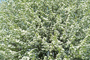Spring apple tree with white flowers. Spring border or background art with white flowers. Beautiful nature with a blooming tree and sunlight.	