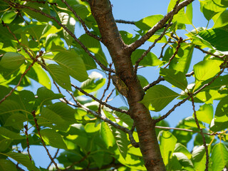 Black cicada - Cryptotympana facialis - is staying at the cherry tree trunk in Fukuoka city, JAPAN. 