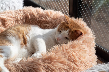 くつろぐ猫　茶トラ白