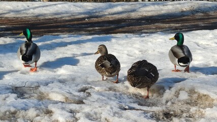 Wild ducks in the snow. Wild birds of different colors sit on the melting spring snow. The snow is...