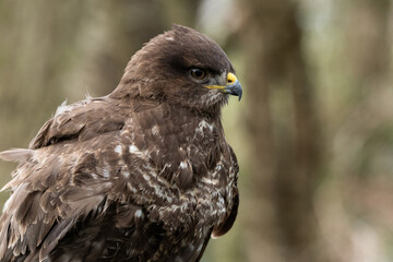 Buse variable