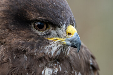Buse variable